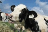 cowpic.jpg