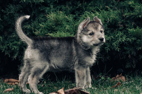 dog sdxcrop
