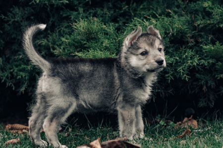 dog sdxcrop