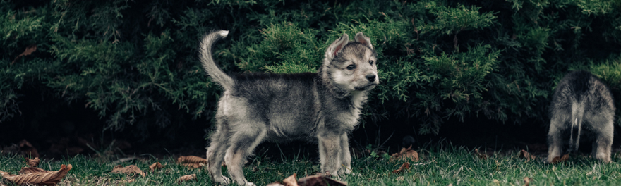 dog sdxcrop