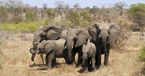 The Hadoop elephants are coming - DCD