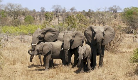 elephant herd