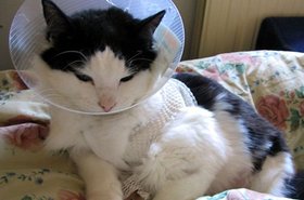 injured cat.jpg