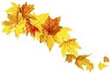 leaves autumn fall thinkstock lead