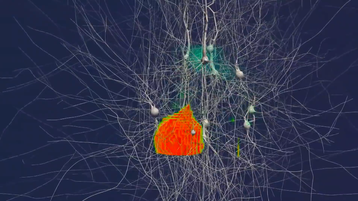 A 100 neuron simulaton