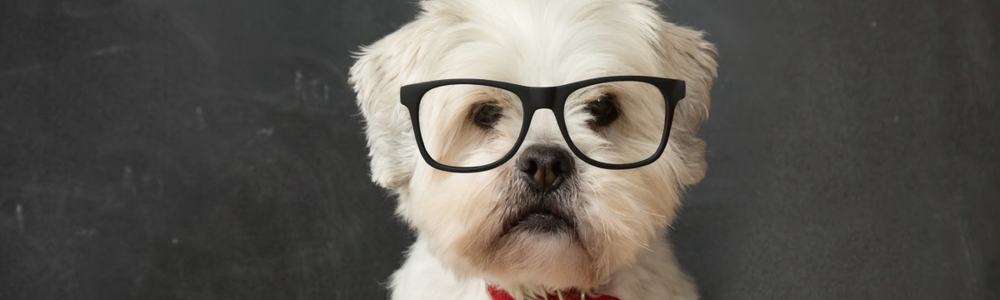 old dog learning