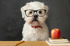 old dog learning
