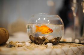fish bowl