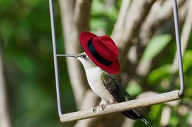 Red Hat bird