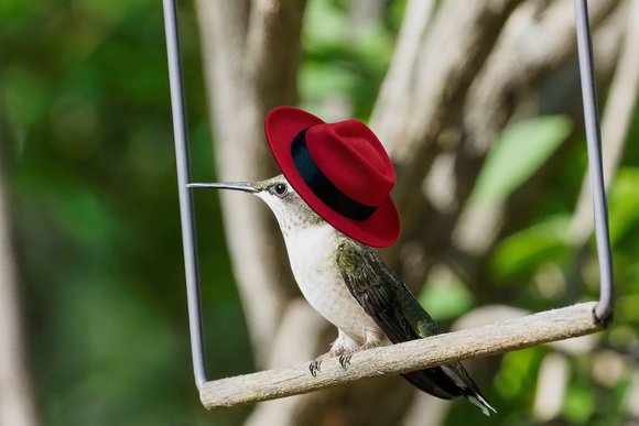 Red Hat bird
