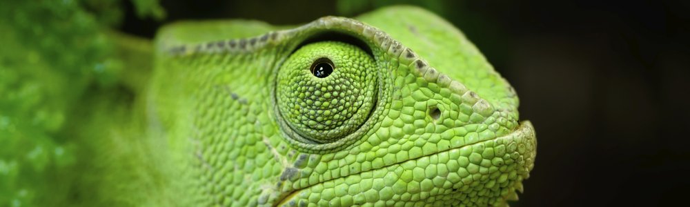 Green chameleon - the mascot of SUSE