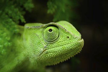 Green chameleon - the mascot of SUSE