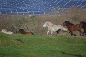 Solar panels and horses