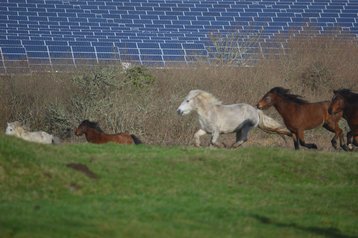 Solar panels and horses