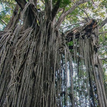 strangler fig.jpg