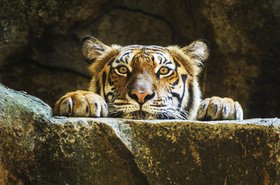 Thinkstock/subinpumsom