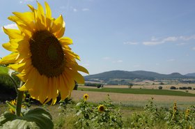 sunflower_0.jpg