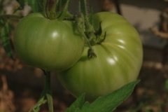 tomatoes.jpg