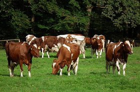 vacas.JPG